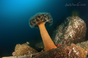palm under water :)
/ Just anemone on long stalk by Boris Pamikov 